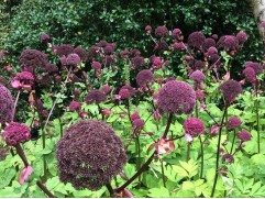 Дудник гигантский (Контейнер 2,0л)