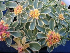 Очиток камчатский 