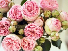 Роза чайно-гибридная 