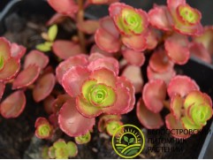 Очиток ложный Очиток ложный