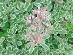 Очиток ложный 