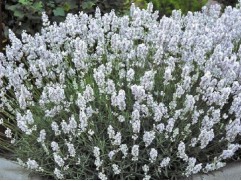 Лаванда узколистная 