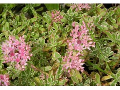 Очиток ложный 