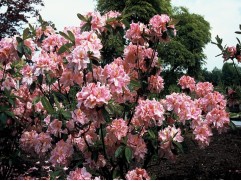 Рододендрон листопадный (азалия) 