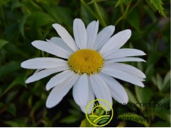 Нивяник великолепный 