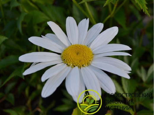 Нивяник великолепный Нивяник великолепный