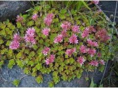 Очиток ложный (Контейнер 0,5л.)