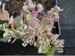 Очиток наутесный 