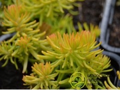 Очиток отогнутый Очиток отогнутый