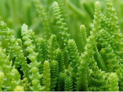 Очиток скальный 