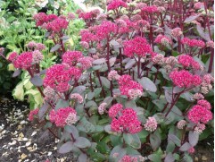 Очиток телефиум Очиток телефиум