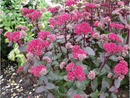 Очиток телефиум Очиток телефиум