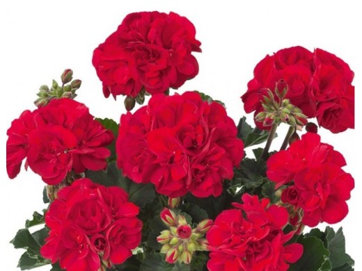 Пеларгония зональная Пеларгония зональная