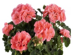 Пеларгония зональная Пеларгония зональная