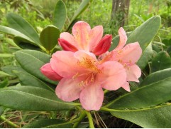 Рододендрон гибридный 