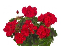 Пеларгония зональная Пеларгония зональная