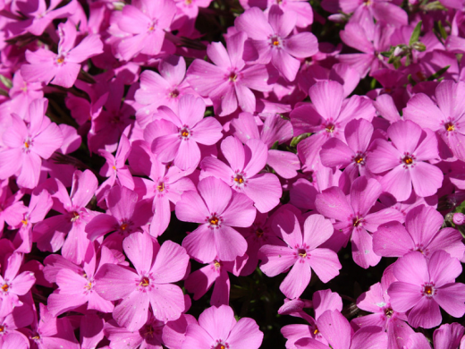 Флокс шиловидный Флокс шиловидный