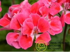 Пеларгония зональная Пеларгония зональная