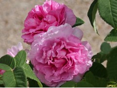 Роза чайно-гибридная 