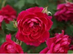 Роза плетистая Роза плетистая