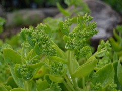 Очиток видный (Контейнер 1,0л.)