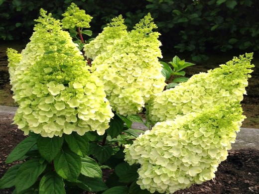 Гортензия метельчатая Гортензия метельчатая