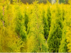 Туя западная 