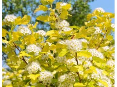 Пузыреплодник калинолистный 