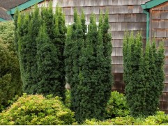 Тис средний 