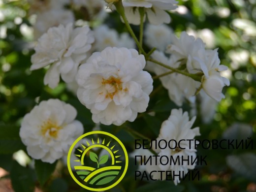 Роза мускусная Роза мускусная