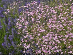 Гипсофила ползучая 