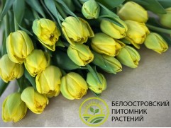 Тюльпан сорт 