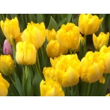 Тюльпан сорт 