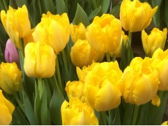 Тюльпан сорт Тюльпан сорт