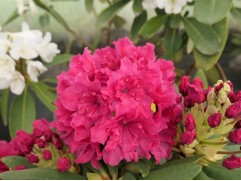 Рододендрон гибридный 