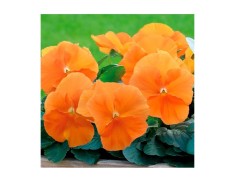 Виола виттрока Виола виттрока