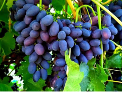 Виноград плодовый 