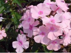 Флокс метельчатый 