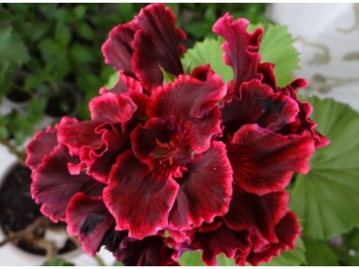 Пеларгония королевская Пеларгония королевская