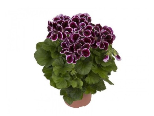 Пеларгония королевская Пеларгония королевская