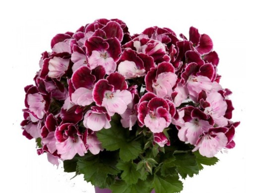 Пеларгония королевская Пеларгония королевская