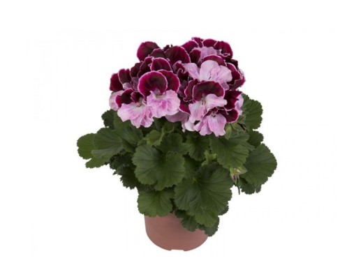 Пеларгония королевская Пеларгония королевская