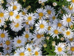 Астра кустарниковая 