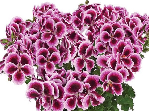 Пеларгония королевская Пеларгония королевская