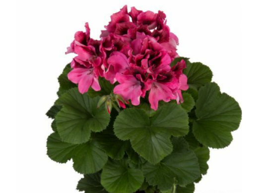 Пеларгония королевская Пеларгония королевская