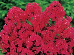 Флокс метельчатый 