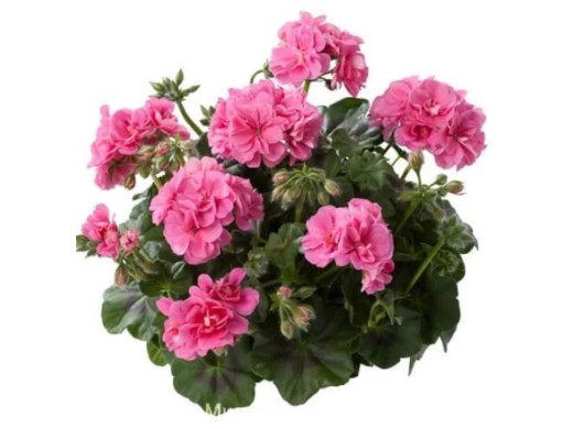 Пеларгония плющелистная Пеларгония плющелистная