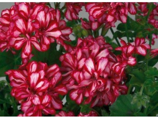 Пеларгония плющелистная Пеларгония плющелистная