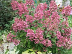 Гортензия метельчатая 