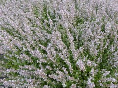 Котовник Фассена 